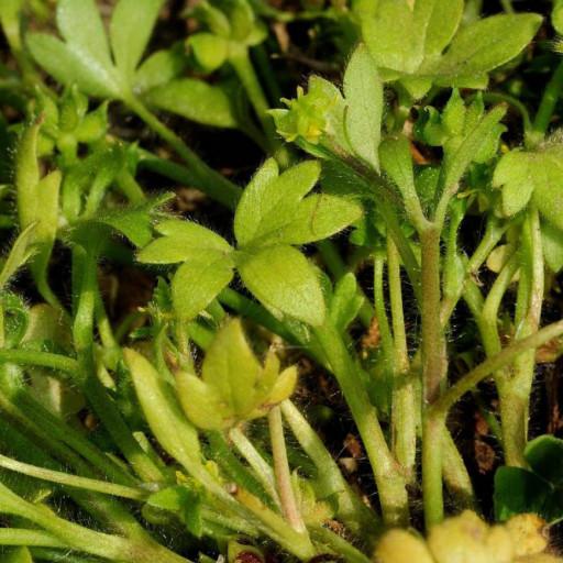 Ranunculus Parviflorus