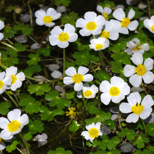 Pond Water Crowfoot