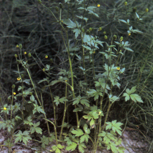 Ranunculus Pensylvanicus