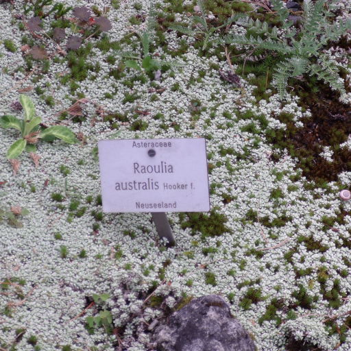 Raoulia Australis