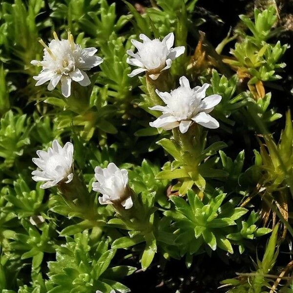 Raoulia Glabra