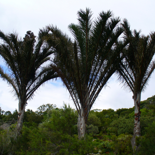 Where Is Raphia Raphia Palm (Raphia Australis) Plant Care & How to Grow, Water
