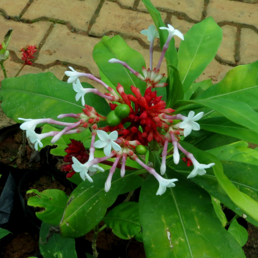 Serpentine Wood (Rauvolfia Serpentina) Plant Care & How to Grow, Water