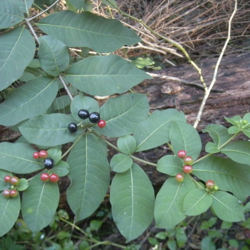 Rauvolfia Tetraphylla
