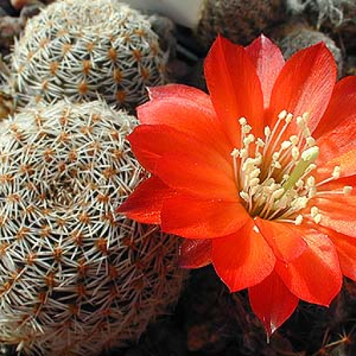 Rebutia Albopectinata