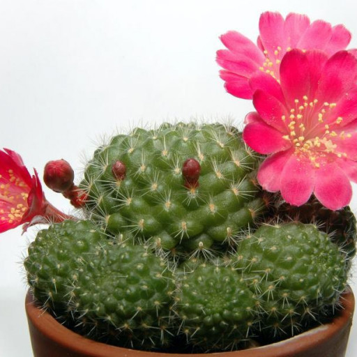 Rebutia Minuscula