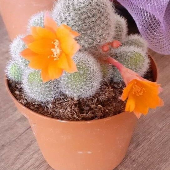Rebutia Muscula