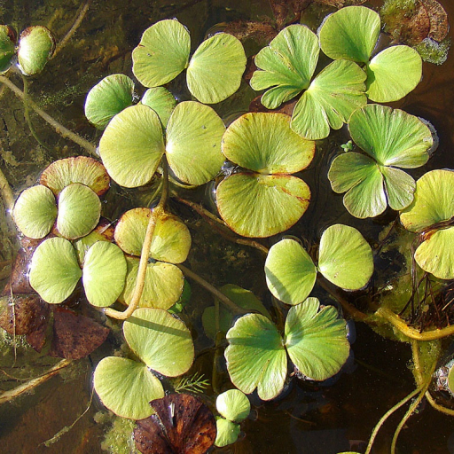 Regnellidium Diphyllum