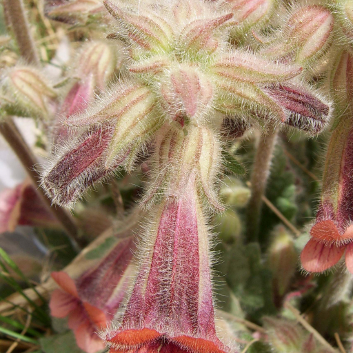 Rehmannia Glutinosa