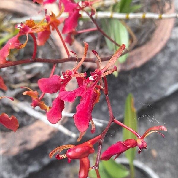Renanthera Imschootiana