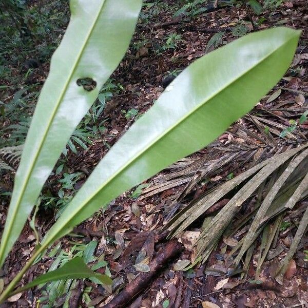 Rhabdodendron Amazonicum Plant Care & How to Grow, Water