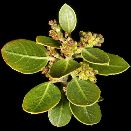 Rhamnus Alaternus