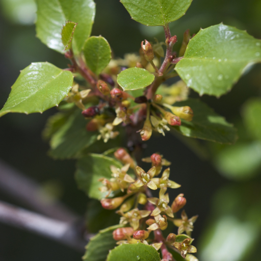 Rhamnus Ilicifolia
