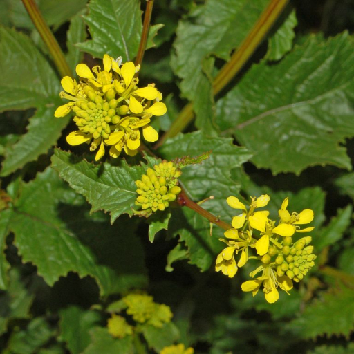 Rhamphospermum Arvense