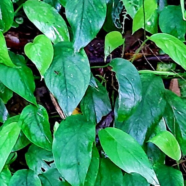 Rhaphidophora Hongkongensis