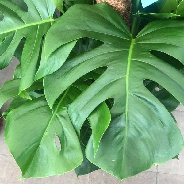 Rhaphidophora Pertusa