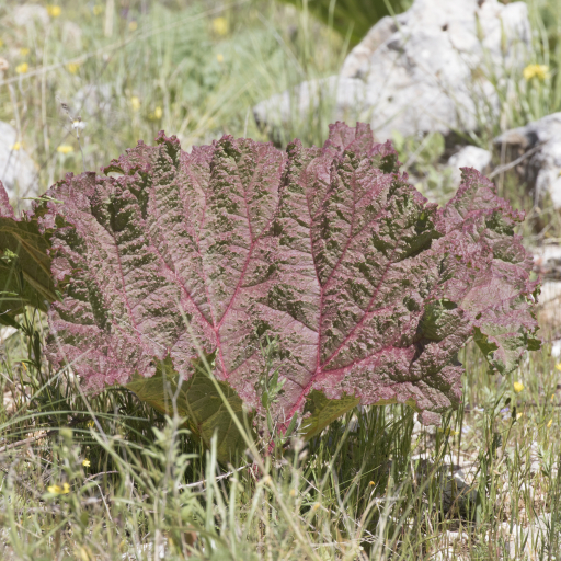 Rheum Ribes