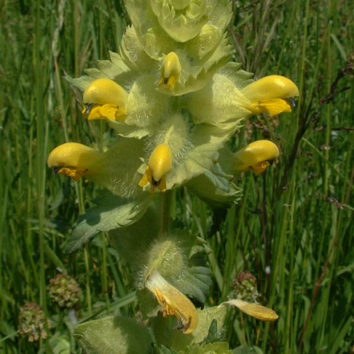 Rhinanthus Alectorolophus