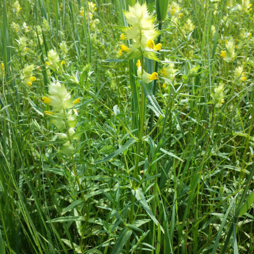 Greater Yellow-Rattle (Rhinanthus Serotinus) Plant Care & How to Grow ...