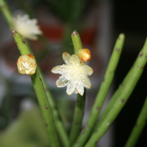 Rhipsalis Floccosa