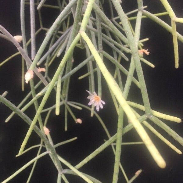 Rhipsalis Neves-armondii