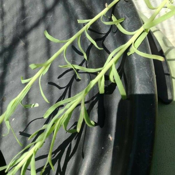 Rhodanthe Chlorocephala