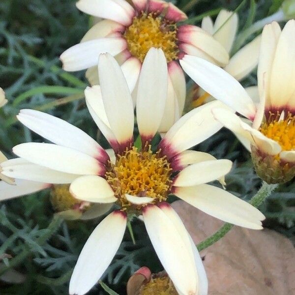 Rhodanthemum Catananche
