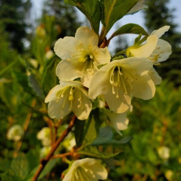Rhododendron Albiflorum