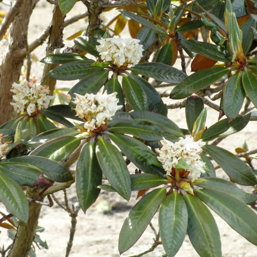 Rhododendron Alutaceum