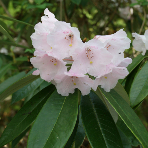 Rhododendron Argyrophyllum