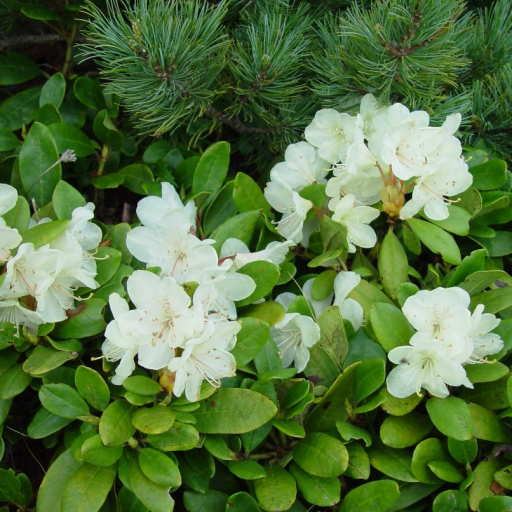 Rhododendron Aureum
