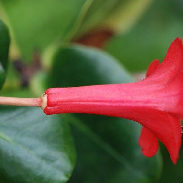 Rhododendron Blackii