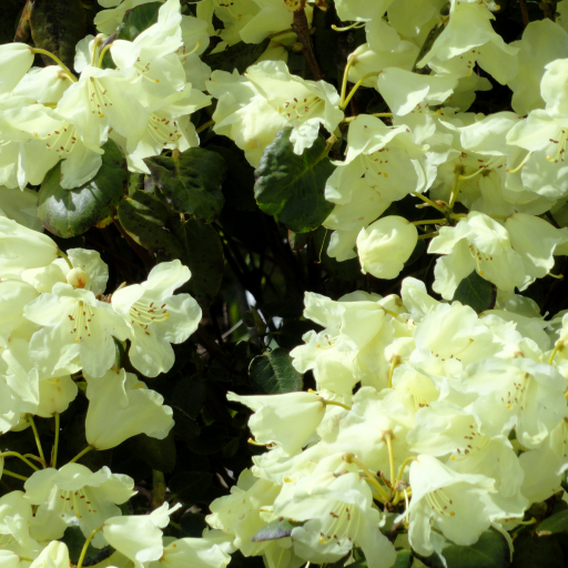 Rhododendron Campylocarpum