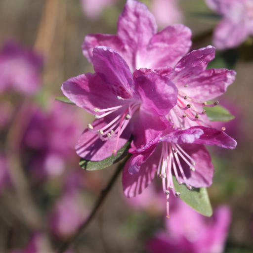 Rhododendron Dauricum