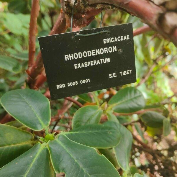 Rhododendron Exasperatum Care Guide: Water, Soil & Propagation - Plantiary