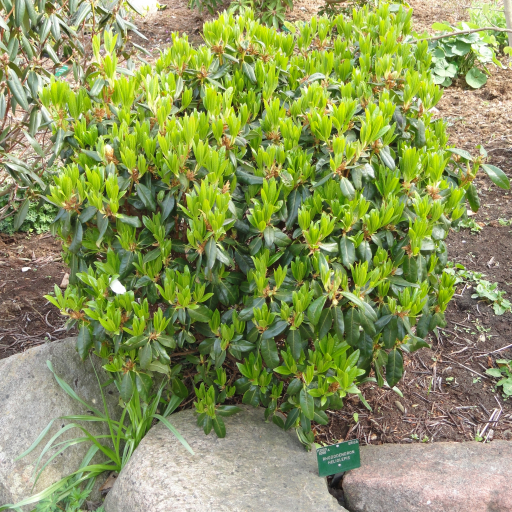 Rhododendron Heliolepis