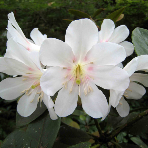 Konor Rhododendron (Rhododendron Konori) Care Guide: Water, Soil ...
