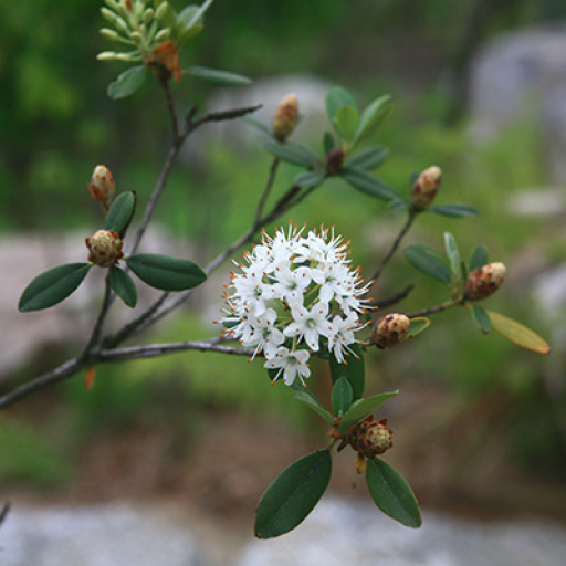 Rhododendron Micranthum
