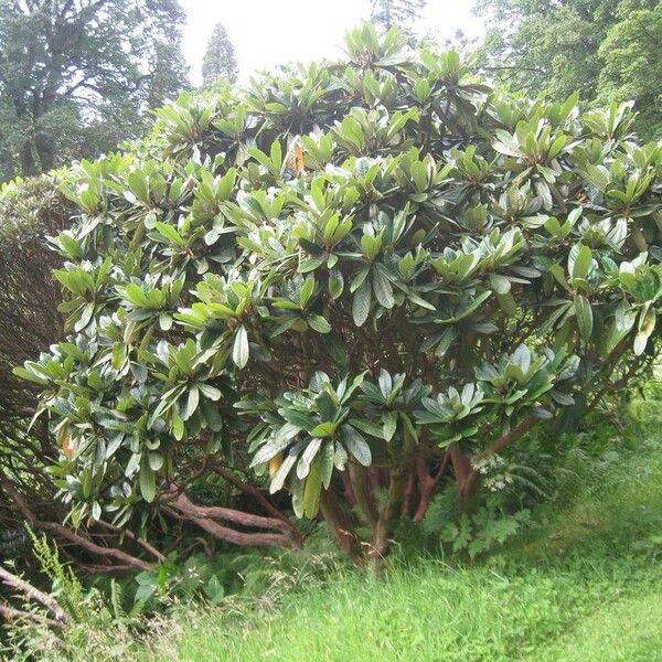 Rhododendron Praestans Care Guide: Water, Soil & Propagation - Plantiary