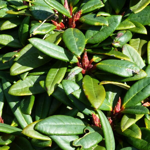 Rhododendron Pronum Care Guide: Water, Soil & Propagation - Plantiary
