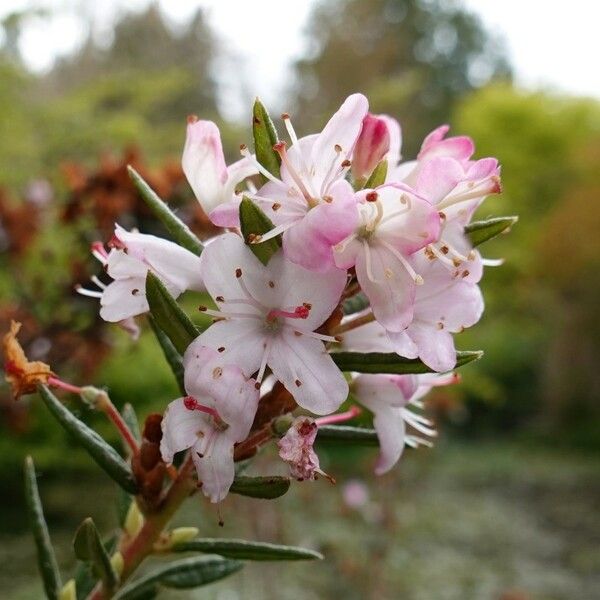 Rhododendron Pubescens Care Guide: Water, Soil & Propagation - Plantiary