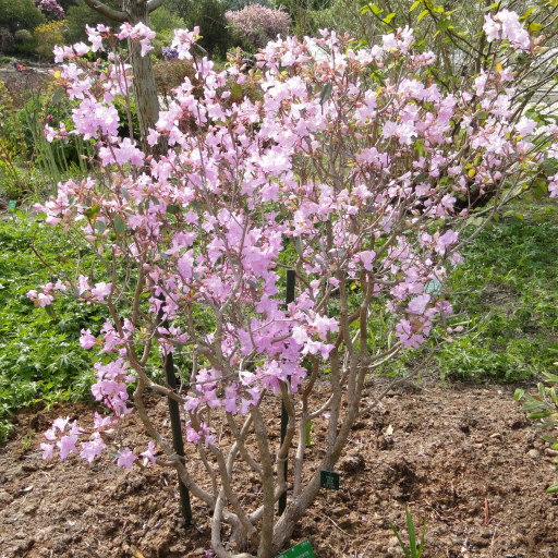 Rhododendron Rubiginosum