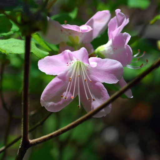 Rhododendron Schlippenbachii