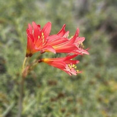 Rhodophiala Ananuca