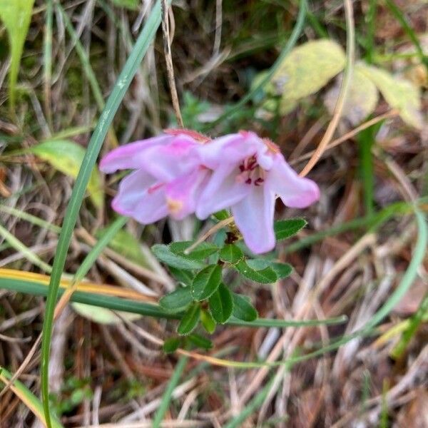 Rhodothamnus Chamaecistus