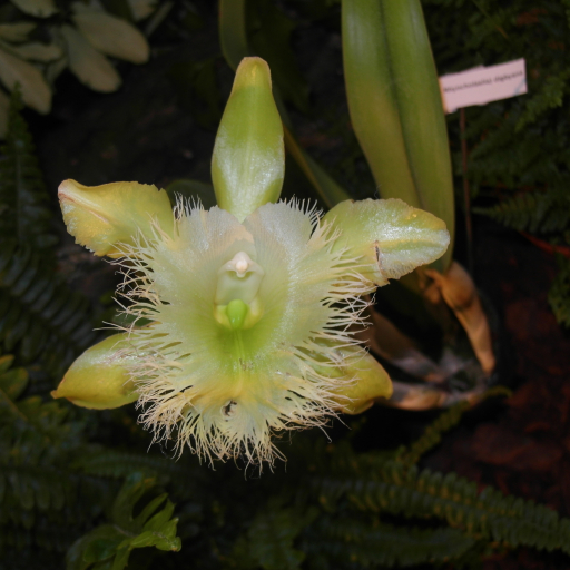 Rhyncholaelia Digbyana
