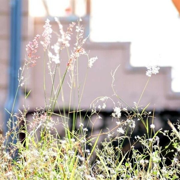 Rhynchospora Corymbosa