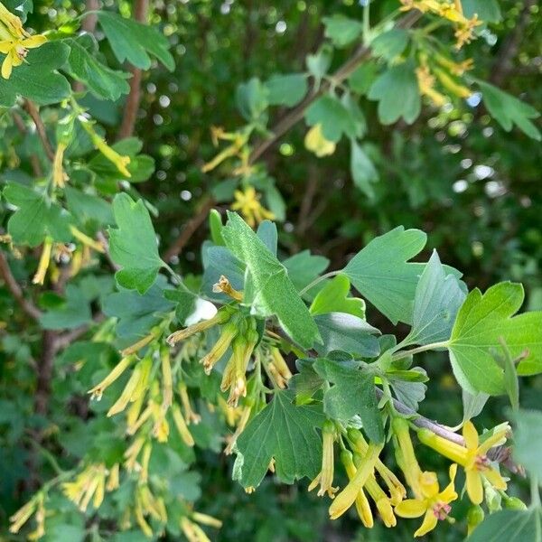 Buffalo Currant (Ribes Odoratum) Care Guide: Water, Soil & Propagation ...