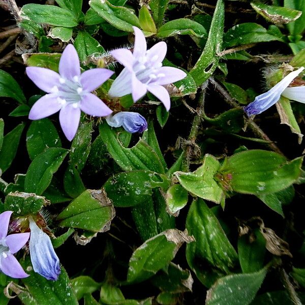 Richardia Grandiflora