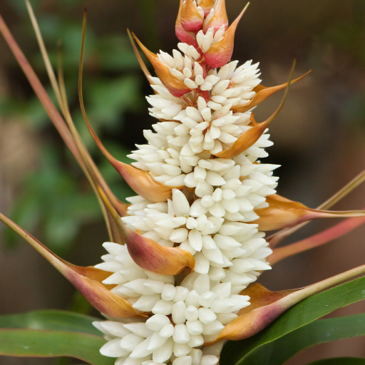 Richea Dracophylla